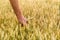 Man`s hand holding barley. Agriculture. Sunset. Farmer touching his crop with hand in a golden wheat field. Harvesting, organic