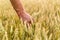 Man`s hand holding barley. Agriculture. Sunset. Farmer touching his crop with hand in a golden wheat field. Harvesting, organic