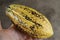 A man\'s hand holding a cocoa fruit pod