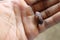 A man\'s hand holding a cocoa seed