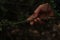 Man\'s hand holding a hawthorn bush to access the twisted forest path.