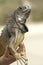 Man\'s Hand Holding Iguana