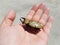 Man`s hand holding large male hercules beetle with horns