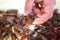 Man`s hand holding a live crawdad with eyes bugging out against a blurred background of many more - shallow focus
