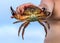 Man`s hand holding sea crab with threatening claws in defending pose at summer seaside on blue sky background