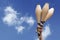 Man\'s hand holding three wooden juggling clubs in the blue sky