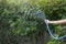 The man`s hand holds the blue rubber tube to inject water to watering the tree.