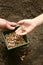 A man`s hand holds a bowl of beans. Kid`s hands planted brown beans in a hole in the ground