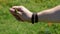 A man`s hand holds a european lizard green lizard