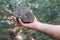 a man\'s hand holds a large gray piece of stone on a summer street