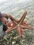 A man`s hand holds a live, large beautiful and bright starfish in his hands. Starfish on the reverse side with tentacles on the