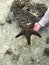 A man`s hand holds a live, large beautiful and bright starfish in his hands. Starfish on the reverse side with tentacles on the