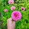A man`s hand holds a pink flower major or Zinnia elegans in the garden by a summer day