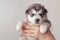 Man`s hand holds a puppy Alaskan Malamute