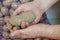 Man`s hand holds Raw dirty, unwashed potatoes