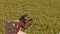 A man\\\'s hand holds a red swamp crayfish caught in a rice field