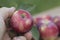 man& x27;s hand holds ripe apple  against background of garden