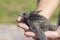 The man`s hand holds the swifts found in order to let go. Newborn swift in human arms on a sunny summer day. Care of a small bird