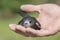 The man`s hand holds the swifts found in order to let go. Newborn swift in human arms on a sunny summer day. Care of a small bird