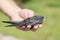 The man`s hand holds the swifts found in order to let go. Newborn swift in human arms on a sunny summer day. Care of a small bird