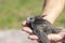 The man`s hand holds the swifts found in order to let go. Newborn swift in human arms on a sunny summer day. Care of a small bird