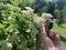 Man`s hand with hydrangea petiole flower