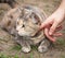 Man\'s Hand Patting Tortoiseshell-Tabby Cat