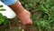 A man`s hand picking delicious ripe wild blueberries, Vaccinium byrtillus.