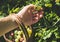 Man\'s hand picking and putting ripe gooseberies to birchbark basket full of berries in garden on sunny summer day