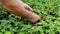 Man`s hand picking wild strawberries in the grass close up. Berry of wild strawberry. Picking wild strawberries. Small berries in