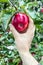 Man`s hand picks beautiful red apple from the tree