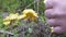 Man`s hand picks chanterelle mushrooms using knife, examines them and take away