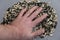 A man`s hand rests on top of a pile of sunflower seed husks. Empty Black and white husk of roasted sunflower seeds against a gray