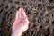 man`s hand with seeds for planting in the garden. spring sowing of vegetable seeds