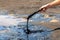 A man`s hand stirring liquid asphalt with a wooden stick at Pitch Lake, La Brea, Trinidad island, Trinidad and Tobago