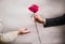 A man`s hand stretches out a beautiful rose to a woman, Valentine`s day concept