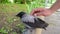 Man`s hand stroking a cute little crow cub that sits on a border in the front garden.