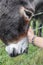 Man`s hand stroking a trusting donkey