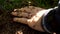 Man`s hand with a swarm of ants. Little ants crawling on a man`s hand