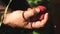 A man`s hand takes a red strawberry from a bush and puts it in his palm. a farmer harvests a ripe berry. gardener`s hand