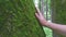 A man's hand touches the moss on a majestic tree in the forest. Loving Nature. Relaxing harmony. Save the green