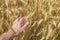 The man& x27;s hand touches wheatfield of gold color in sunny day