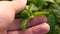 Man`s hand touching mint herb