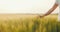 Man`s hand touching wheat field.