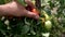 A man`s hand is touching a young tomato in the garden bed.