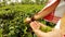 Man`s hands with bracelets collect young unblown leaves of tea on plantation Assam