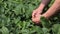 Man`s hands collect strawberries on a bed