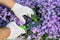 Man\'s hands cutting weeds in flowers.