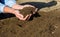 Man`s hands hold freshly sifted lawn soil