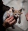 Man's hands holding a small white and golden cat